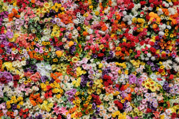 red yellow and white flower petals